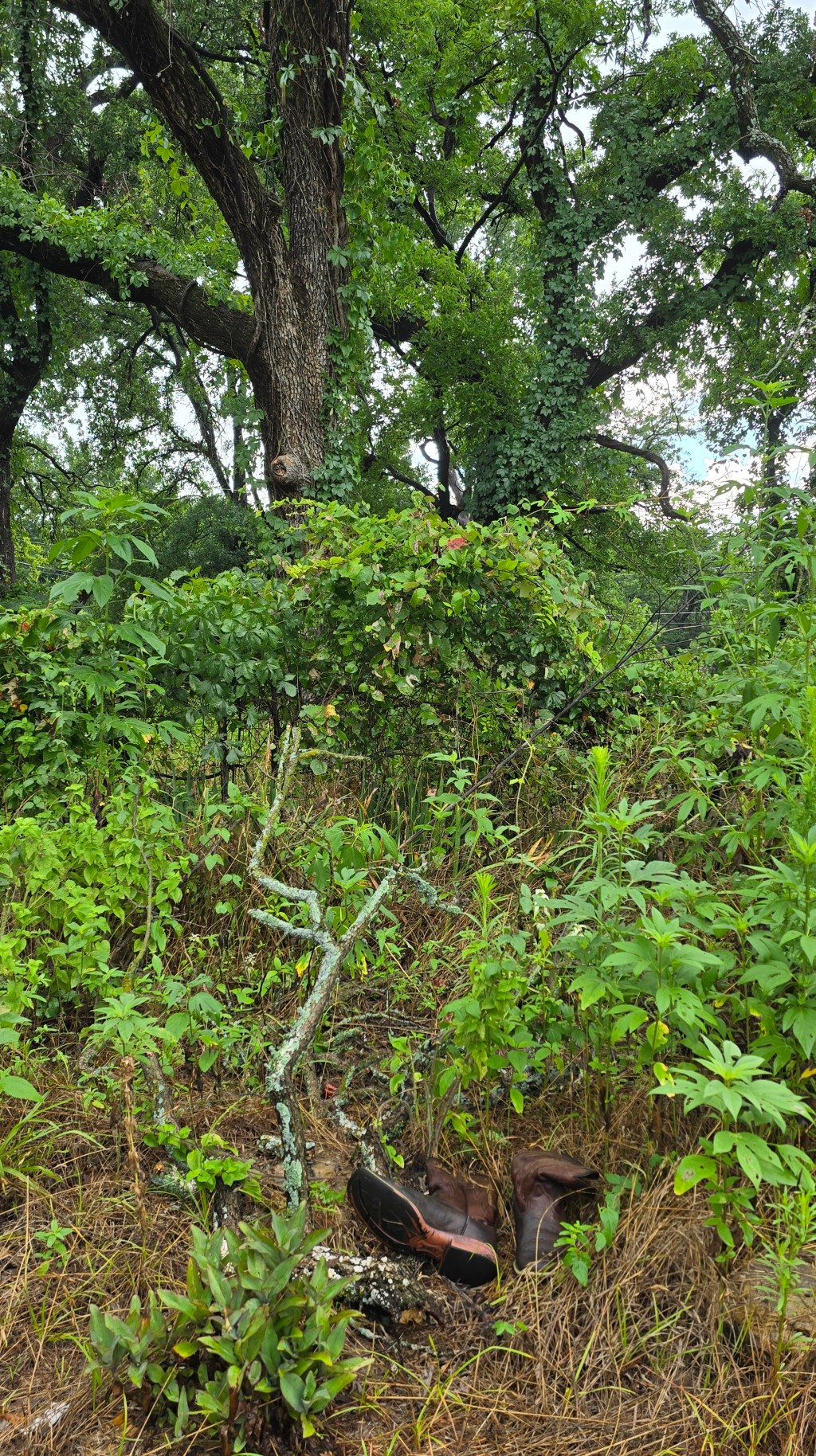 Blog: Spanglish On the Dock