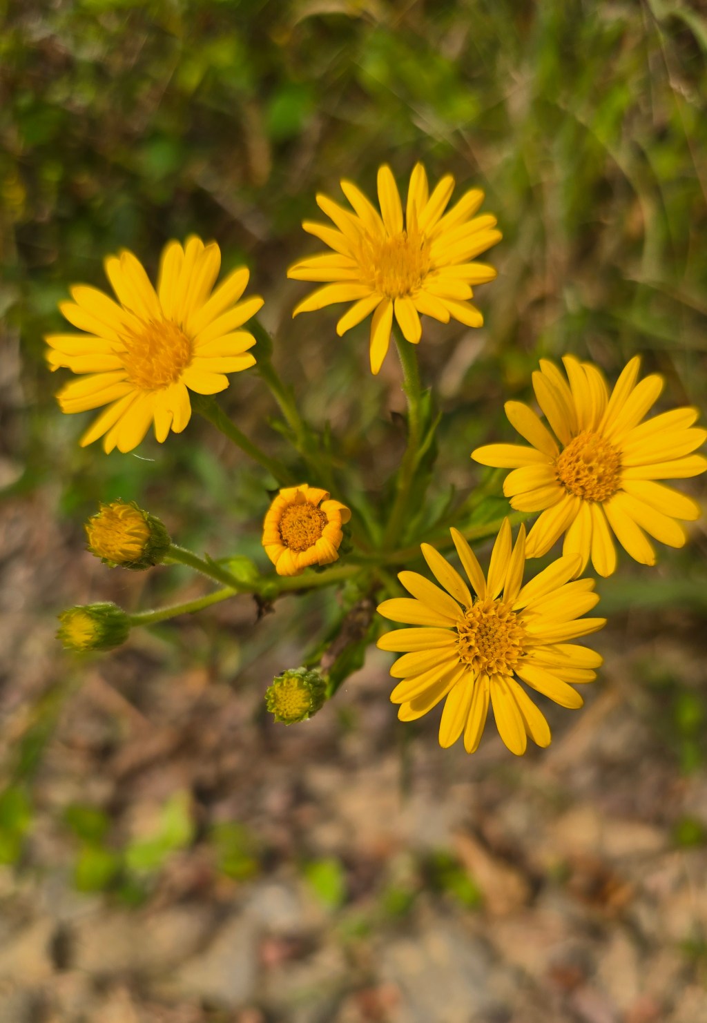 Blog: Sail by the Stars VI, Return of the Jedi and&nbsp;Epilogue